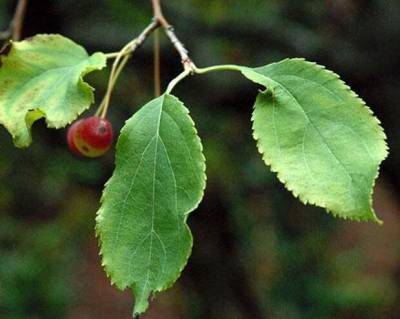 Листья яблони — полезные свойства, чай + видео - lublusebya.ru