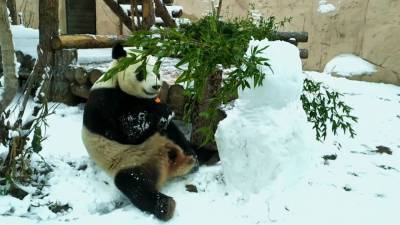 Панда напала на своего снежного собрата в Московском зоопарке. - mur.tv