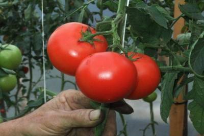 Как вырастить большой урожай томатов: огородные хитрости - sadogorod.club