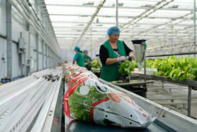 Главный технолог крупной овощной фабрики о том, как выращивать овощи на продажу - sadogorod.club - Минск - Белоруссия