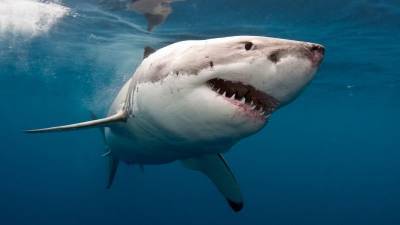 Самая большая в мире белая акула - какая она? » Тут гонева НЕТ! - goneva.net.ua - Канада