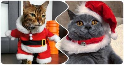 15 милейших котиков, которые уже подготовились к Новому году - mur.tv