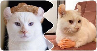 Кремовый котик с ушами, как у мышки - mur.tv