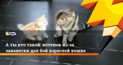 А ты кто такой: котенок из-за занавески дал бой взрослой кошке - mur.tv