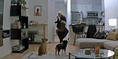 Если ваша собачья няня воровка: смотрим шокирующее видео - mur.tv