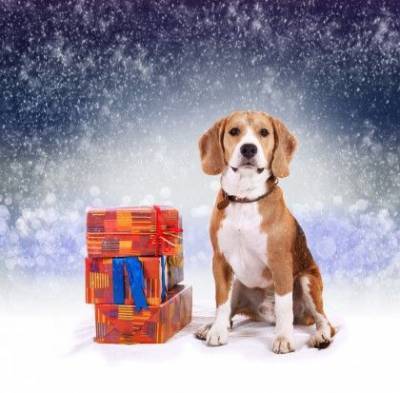 Покупаем собаке самый лучший новогодний подарок - mur.tv