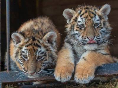 Комитет Госдумы поддержал предложение парламента Башкирии запретить передвижные зоопарки - mur.tv