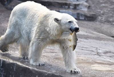 Медведь Врангель из Московского зоопарка получил на 30-летие арбуз - mur.tv
