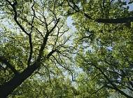 Фонд Yves Rocher висадив 100 мільйонів дерев у світі! - cosmo.com.ua