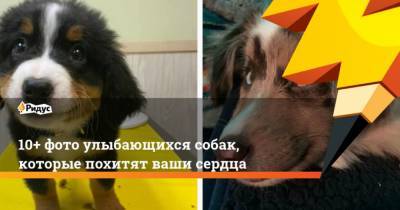10+ фото улыбающихся собак, которые похитят ваши сердца - mur.tv