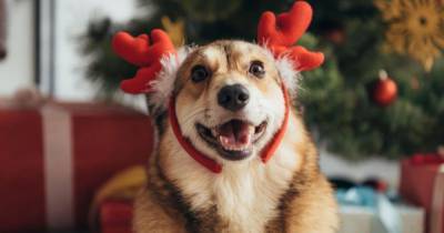 Владимир Голубев - Эксперт рассказал, как нарядить новогоднюю елку безопасно для собак - mur.tv - Россия