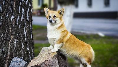 Владимир Голубев - Названы самые популярные у россиян породы собак в уходящем году - mur.tv - Россия - республика Крым - Симферополь