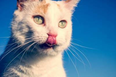 Почему кошка часто чихает - mur.tv