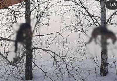 В Кемеровской области живодеры убили собак и развеслии трупы по деревьям - mur.tv - Кемеровская обл. - Кемерово