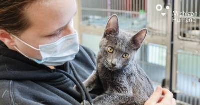 Сотрудница приюта для животных спасла жизнь замерзающему котёнку - mur.tv