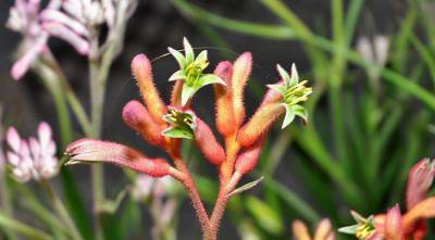 Лапа кенгуру, или анигозантос - необычный комнатный цветок с пушистыми цветками и листьями - sadogorod.club