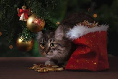 Ветеринар рассказал, как сделать Новый год безопасным для домашних питомцев - mur.tv