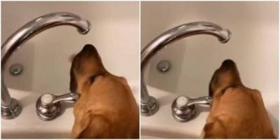 Самостоятельный пёс научился открывать открывать кран и пить воду - mur.tv