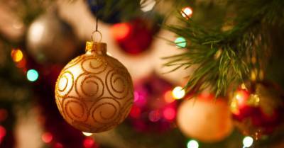 12 секретов, которые нужно знать при покупке рождественской елки - rus.delfi.lv