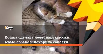 Кошка сделала лечебный массаж маме-собаке ипокорила соцсети - mur.tv