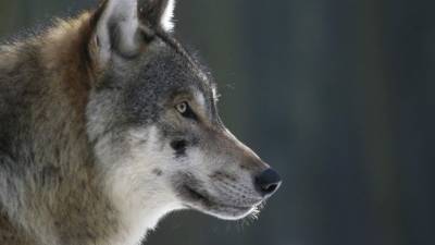 Охота на хищников: Голодные волки наводят ужас на жителей Сибири - mur.tv - республика Коми