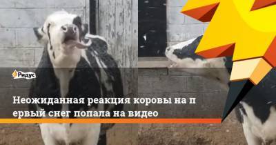 Неожиданная реакция коровы напервый снег попала навидео - mur.tv