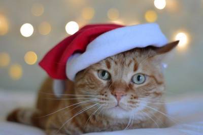 Порадуем свою кошку на Новый год: подарки, которые действительно нужны - mur.tv