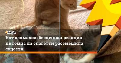 Кот сломался: бесценная реакция питомца наспагетти рассмешила соцсети - mur.tv