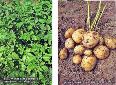 Озимый картофель – посадка и выращивание - sadogorod.club