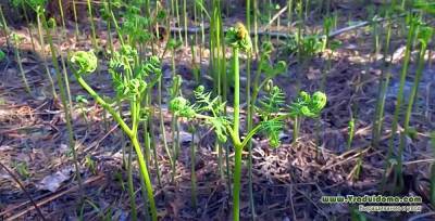 Растение орляк (папоротник) – фото, пересадка из леса и размножение - sadogorod.club - республика Алтай