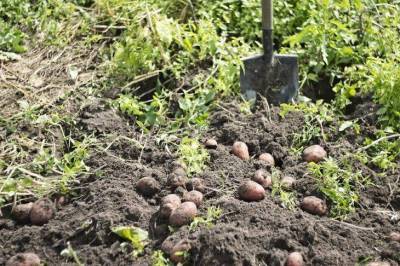Как правильно выращивать картофель: советы умелых огородников - sadogorod.club