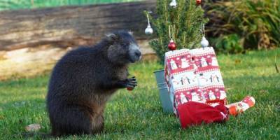 Обитателей зоопарка в Германии поздравили с Рождеством. Кажется, они весьма довольны подарками фото - mur.tv - Германия