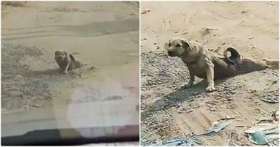 Отец и сын заметили на дороге бродячую собаку, которая волочила задние лапы - mur.tv