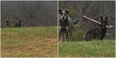 Почтальон внезапно встретил собаку с топором - mur.tv - Сша - штат Кентукки