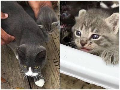 Работник фермы заметил беременную кошку, которая собирала объедки - mur.tv