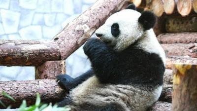 Самая старая в мире панда скончалась в зоопарке Китая - mur.tv - Китай - New York