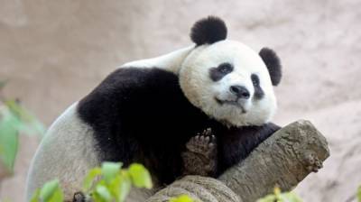 Старейшая панда-героиня умерла в китайском зоопарке - mur.tv - Китай - Чунцин - провинция Сычуань