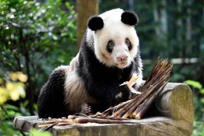 В китайском зоопарке скончалась самая старая панда в мире: фото и видео милого животного - mur.tv - Китай - New York - Чунцин