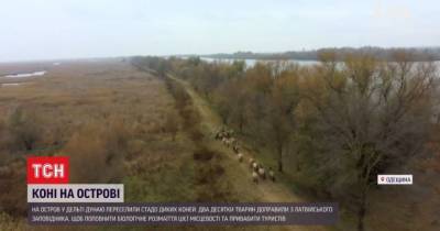 В Одесской области на остров Ермаков завезли диких лошадей из латвийского заповедника: видео - mur.tv - Одесская обл.