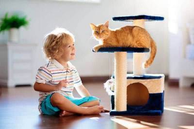 Как выбрать домик для кошки? - mur.tv