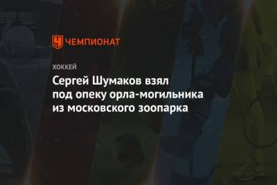 Сергей Шумаков взял под опеку орла-могильника из московского зоопарка - mur.tv