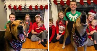 Семья устроила рождественскую фотосессию, но их собака решила испортить каждый снимок. И так вышло даже лучше! - mur.tv - штат Массачусетс