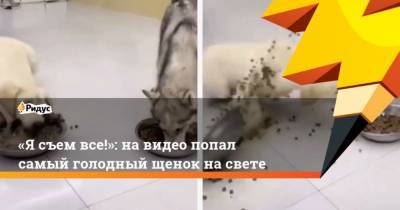 Я съем все!: на видео попал самый голодный щенок на свете - mur.tv