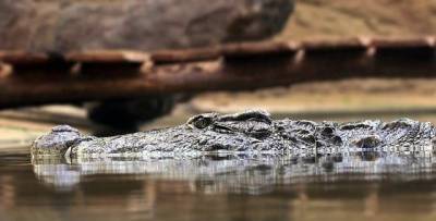 Во Флориде двухметровый аллигатор прятался в ливневой канализации (ФОТО) – Cursorinfo: главные новости Израиля - mur.tv - штат Флорида - Израиль
