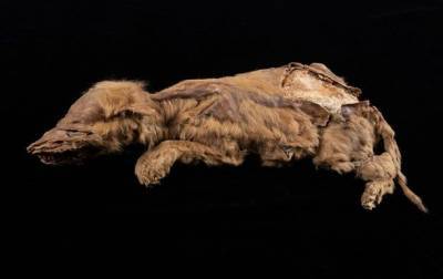 На руднике в Канаде нашли мумию древнего волка - mur.tv - Канада - штат Айова