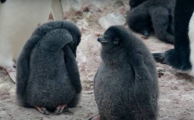 Возле украинской станции в Антарктиде родились пингвины, эмоции от фото зашкаливают - mur.tv - Украина - Антарктида
