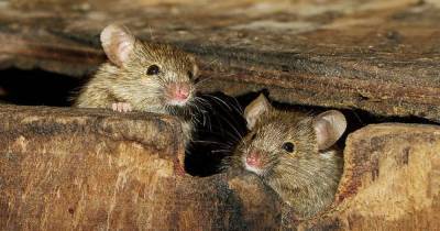 Простой уральский способ, как отпугнуть мышей и крыс от дома - lifehelper.one