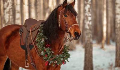 Тюменский фотограф: в Новый год тюменцы любят фотографироваться с лошадьми - mur.tv