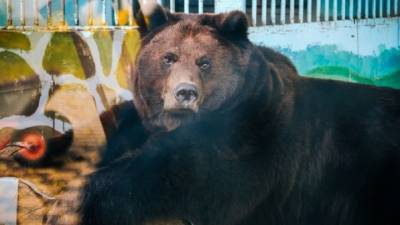В липецком зоопарке медведицу Машу мучает бессонница - mur.tv - Россия - Липецк