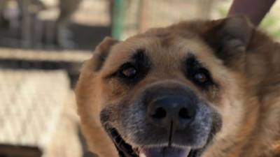 Свора собак в Бурятии едва не растерзала насмерть 20-летнюю девушку - mur.tv - Россия - республика Бурятия